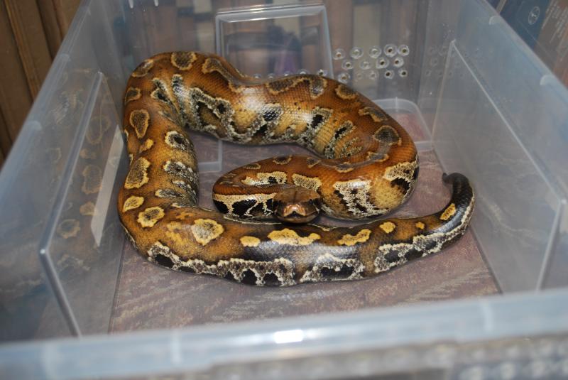 Python curtus