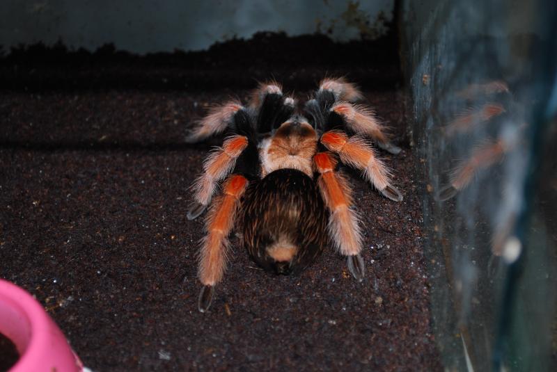 Brachypelma boehmei