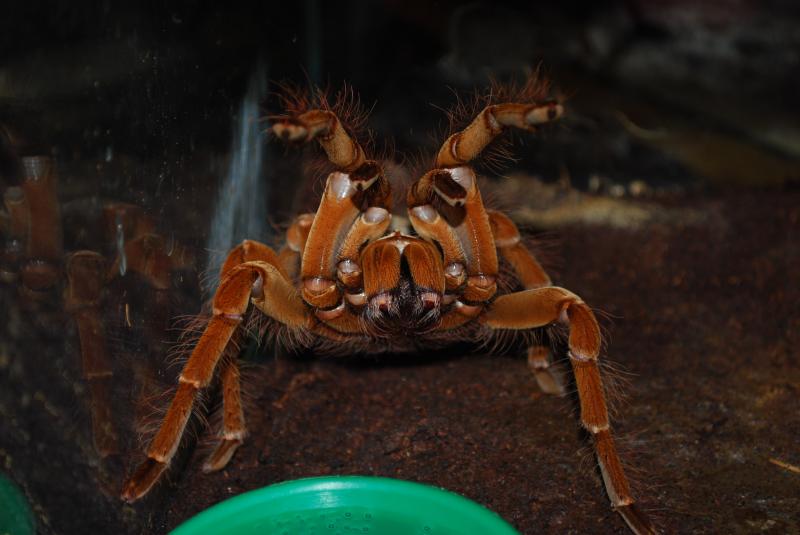 Theraphosa blondi