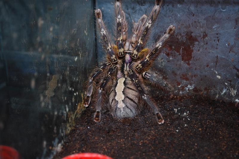 Poecilotheria ornata