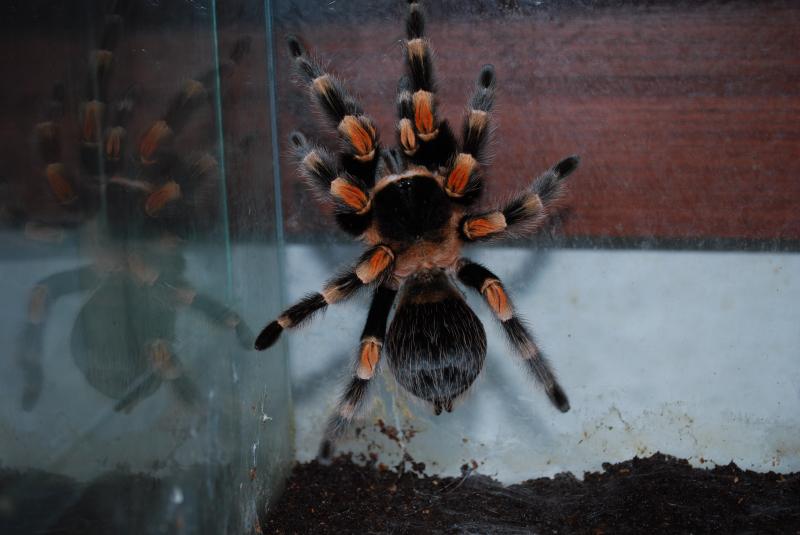 Brachypelma smithi