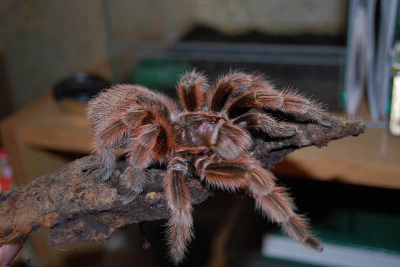 Grammostola rosea