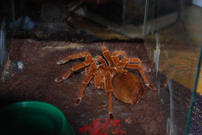 Theraphosa blondi