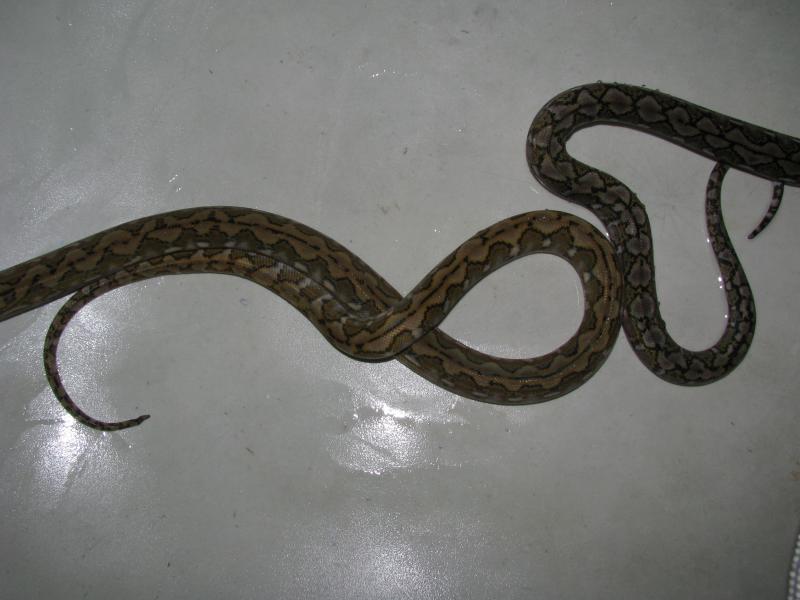 Python reticulatus Jampea