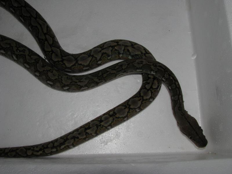 Python reticulatus Jampea