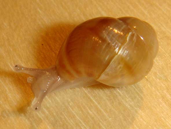 Achatina reticulata