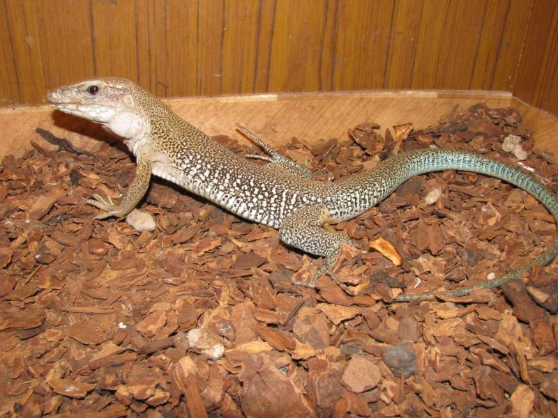 Ameiva