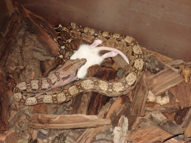 Boa constrictor