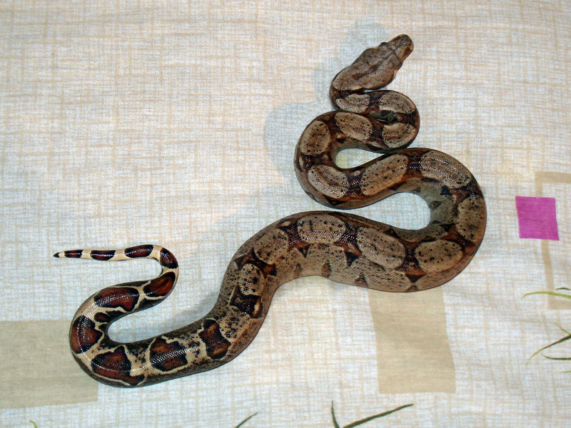 Boa constrictor