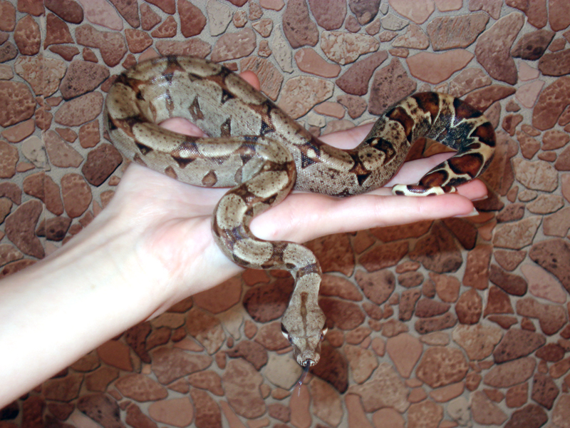 Boa constrictor