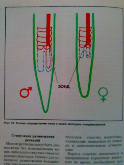 Рис. 14