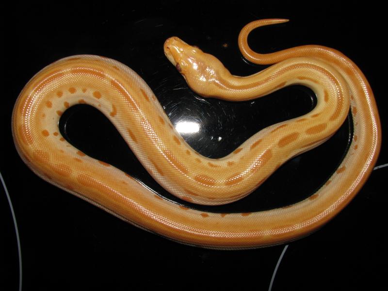 Продам Python molurus Green Albino