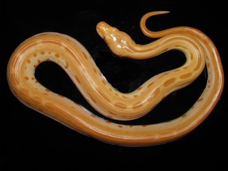 Python molurus Green Albino