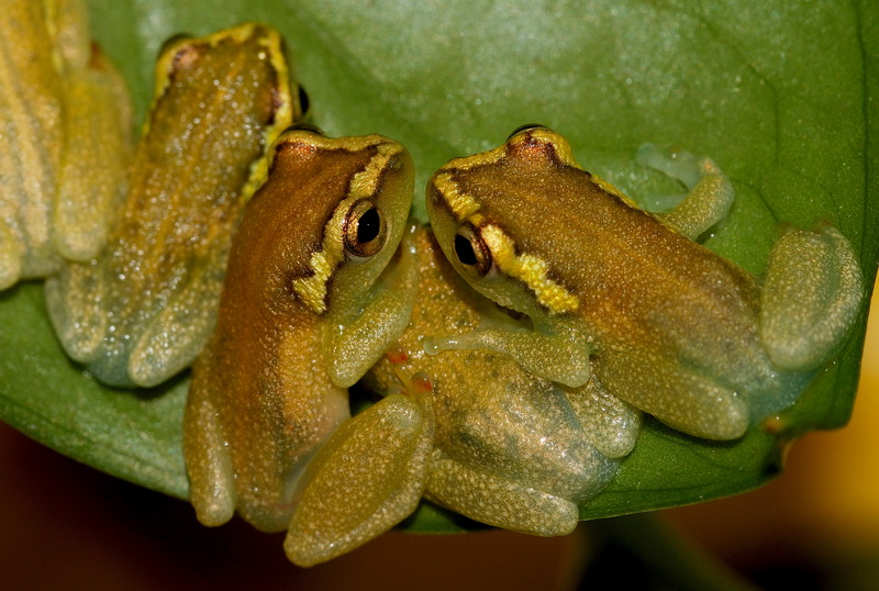 Тростнянка окаймлённая (Hyperolius puncticulatus)