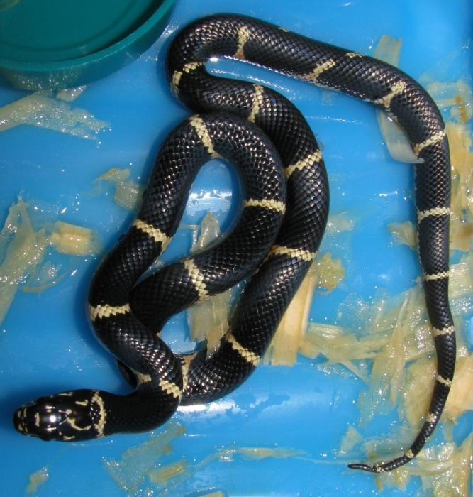 Lampropeltis getula getula