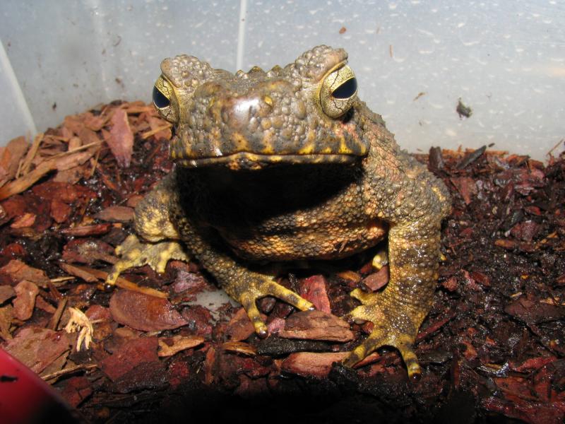 bufo asper