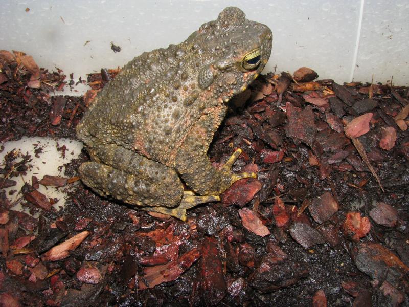 bufo asper