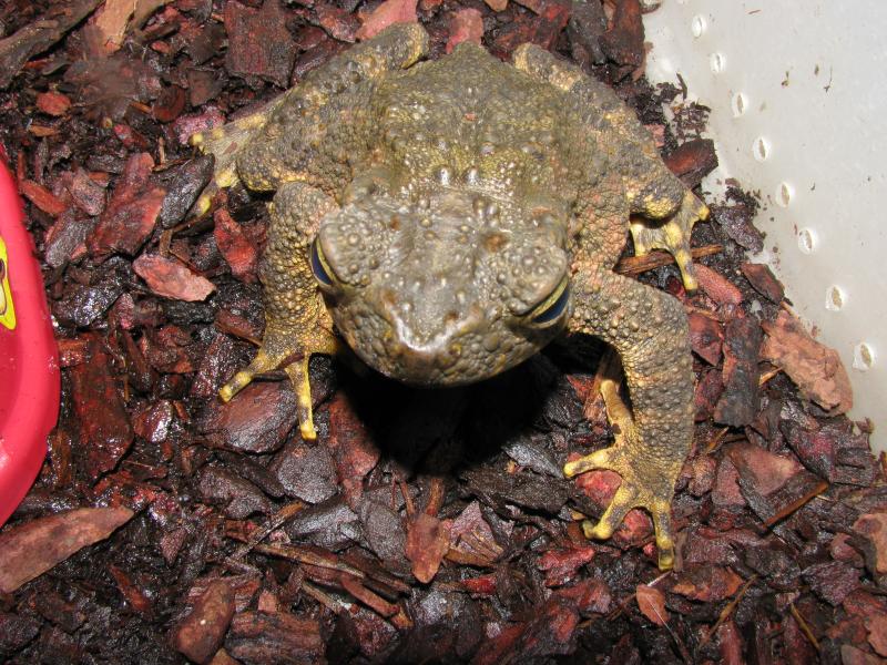 bufo asper