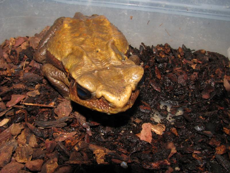 Bufo Vittatus