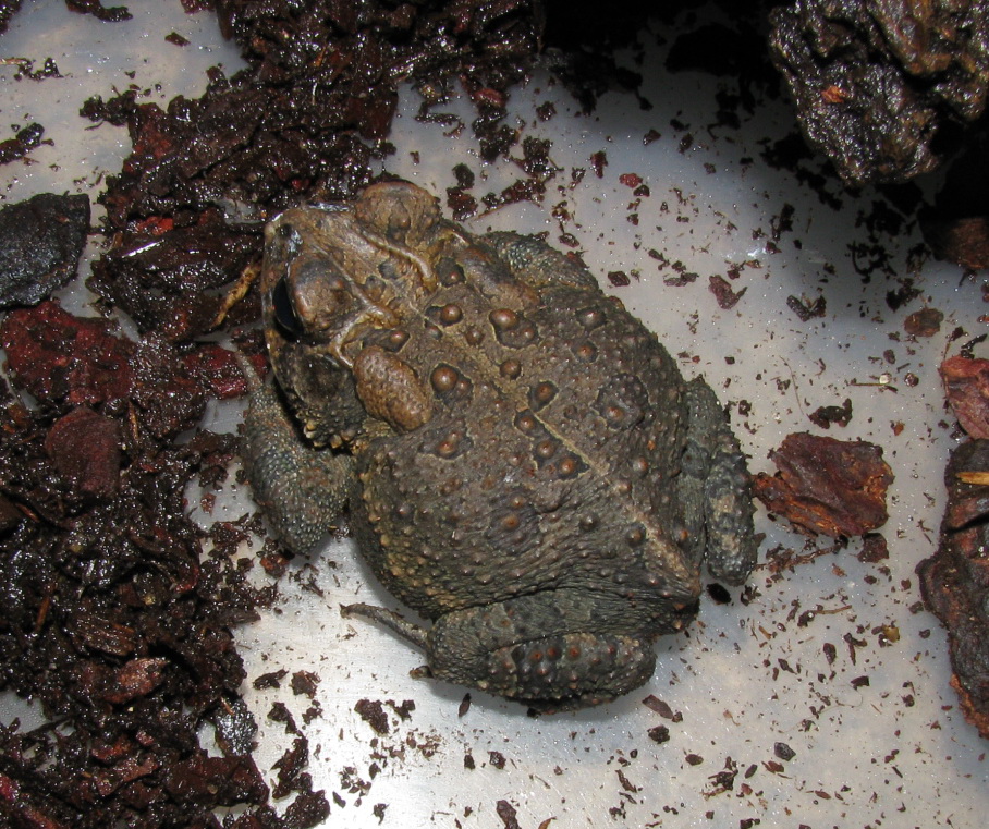 Bufo americanus