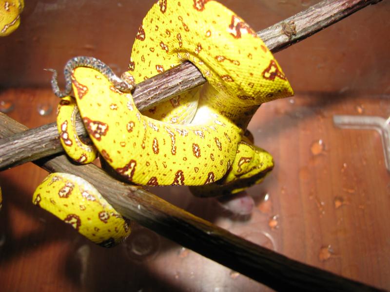 Morelia viridis