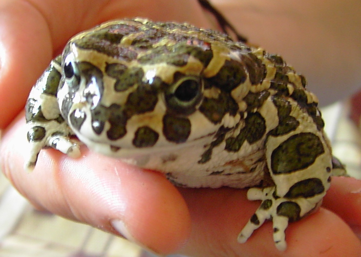 Bufo viridis