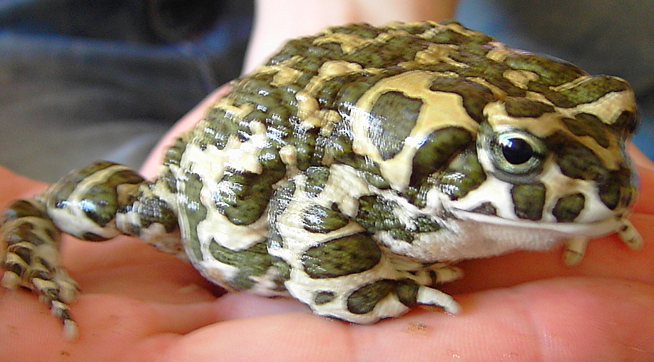 Bufo viridis