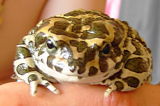 Bufo viridis