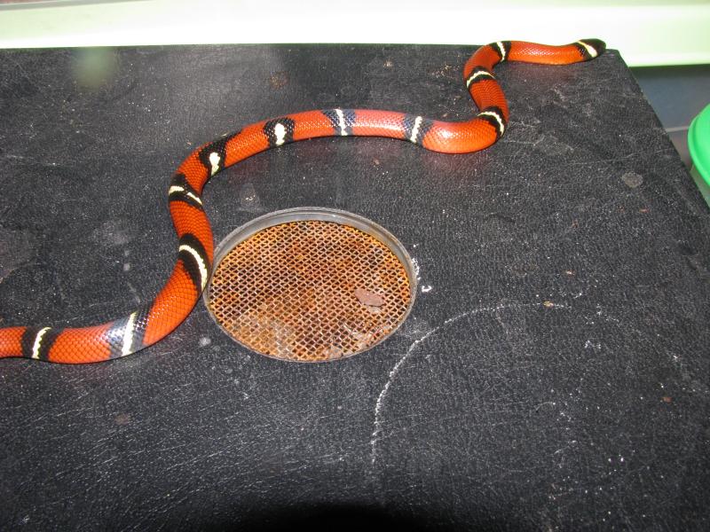 Lampropeltis triangulum sinaloae