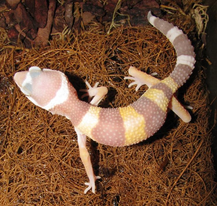 Eublepharis macularius Albino