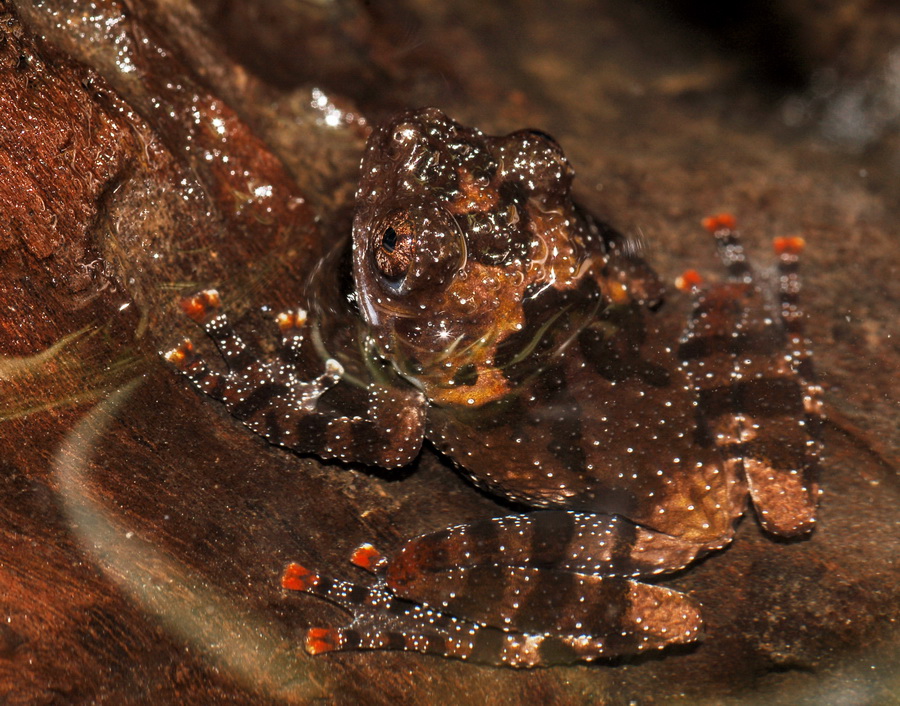 Theloderma stellatum