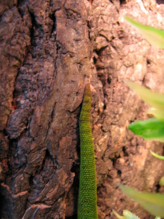 hvost phelsuma