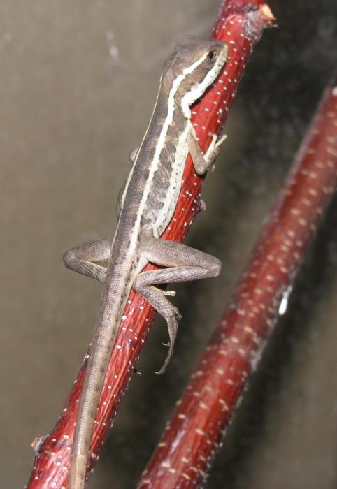 Basiliscus vittatus