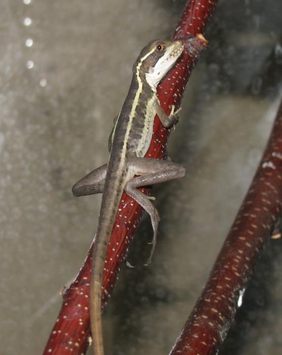 Basiliscus vittatus