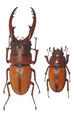 Prosopocoilus astacoides blanchardi