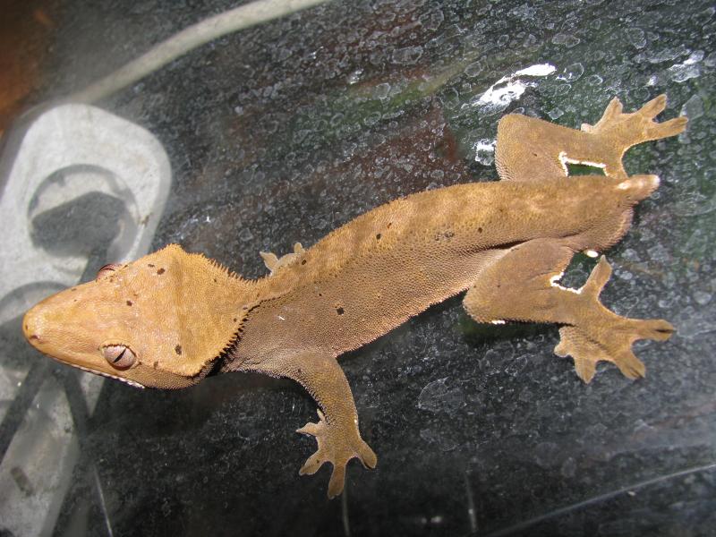 Rhacodactylus ciliatus