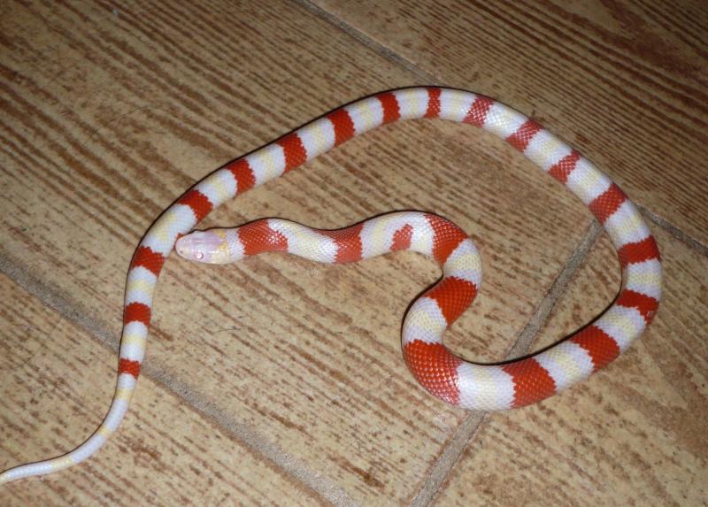 lampropeltis triangulum hondurensis alb.