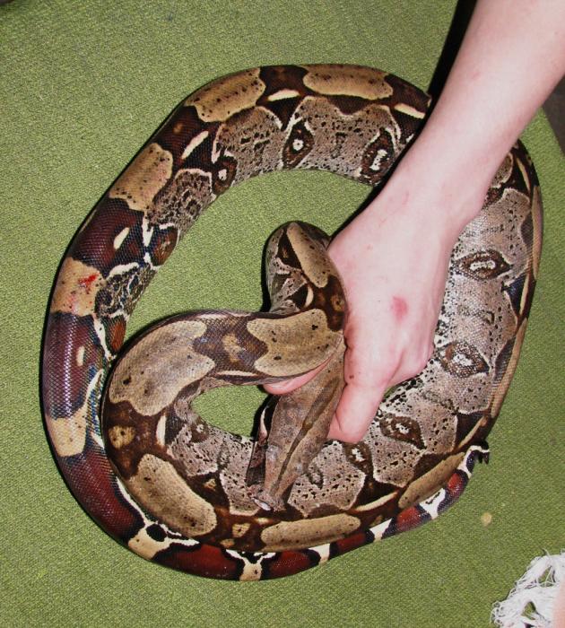 Constrictor