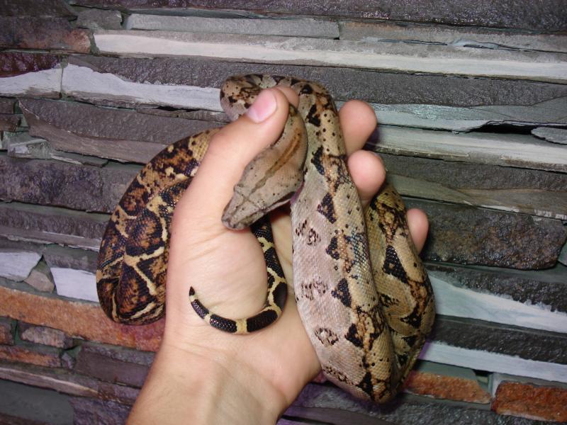 Boa constrictor imperator