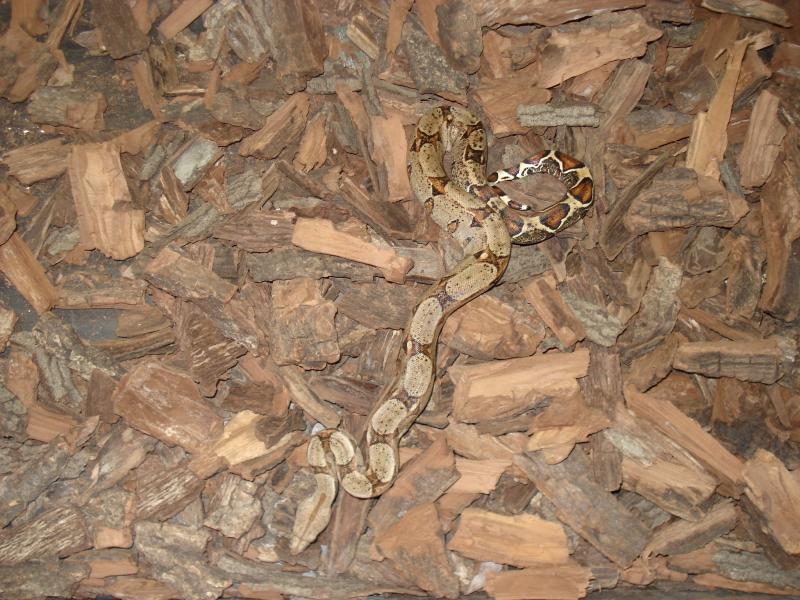 Boa constrictor imperator