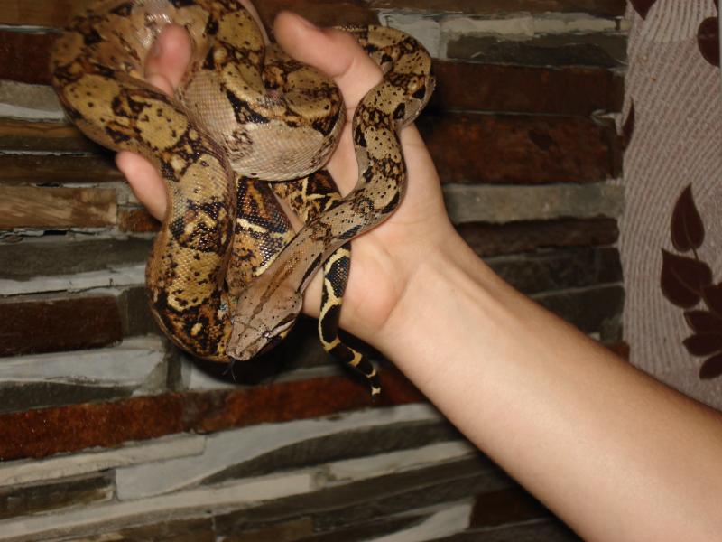 Boa constrictor imperator