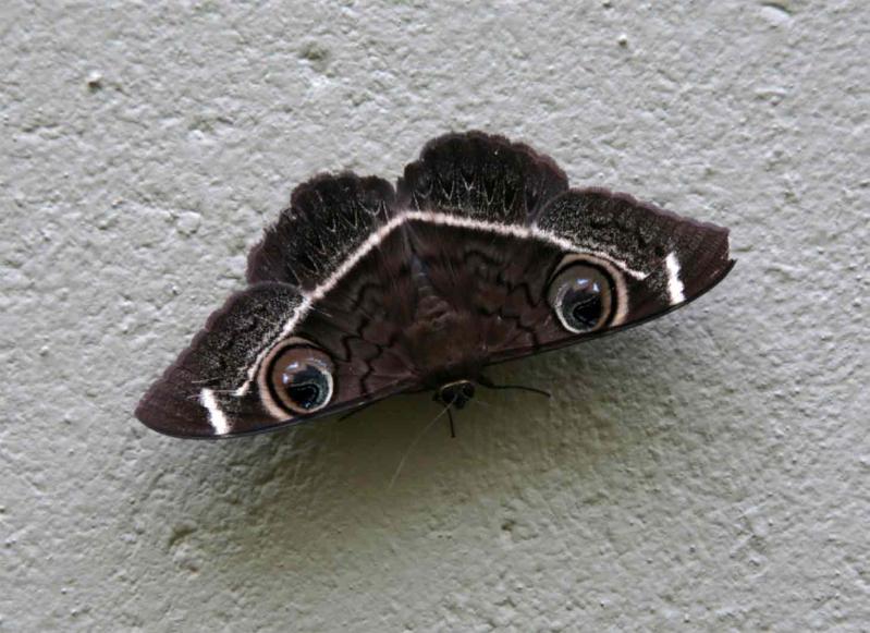 Совка Gonimbrasia tyrrhea (Cramer, 1776 (Saturniidae))