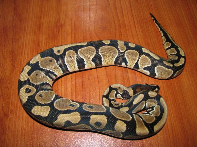 Python regius