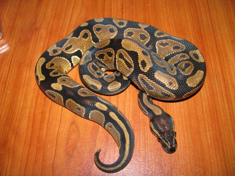 Python regius