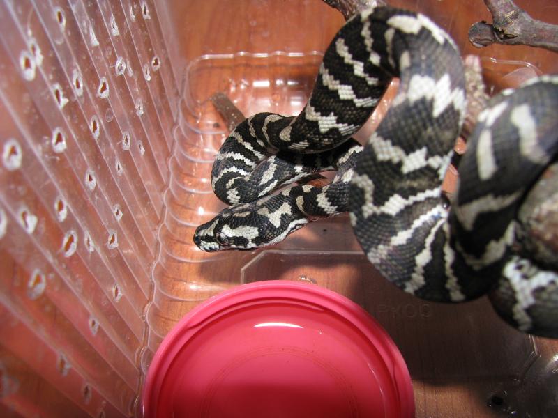 Morelia spilota cheynei