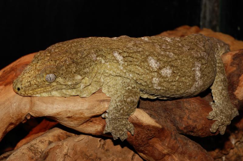 Rhacodactylus Leachianus