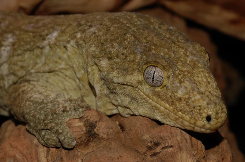 Rhacodactylus Leachianus