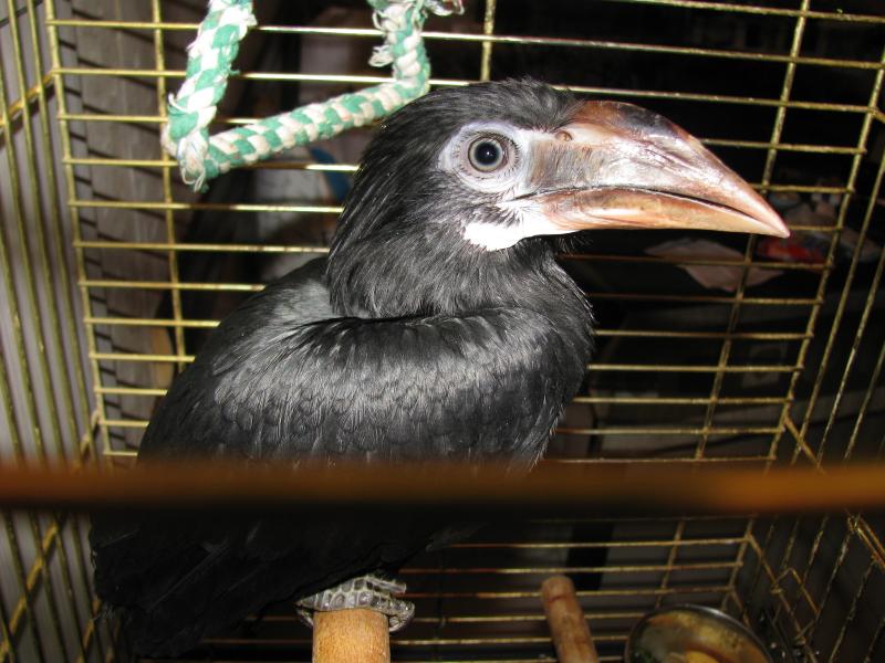 penelopides panini