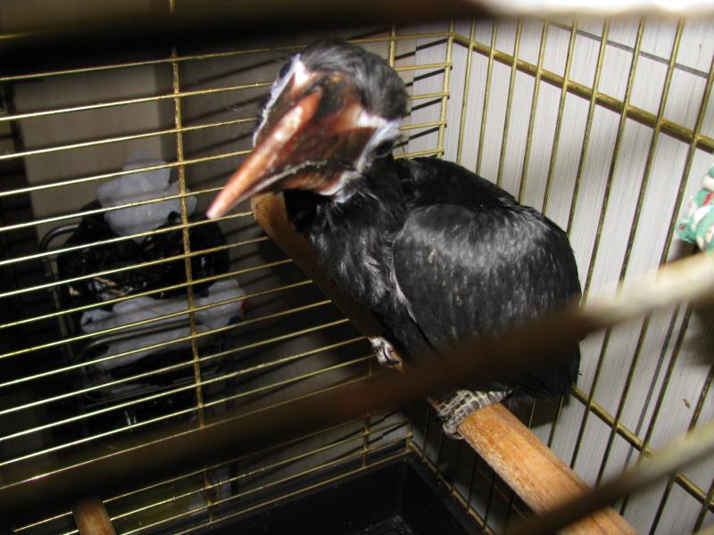 penelopides panini