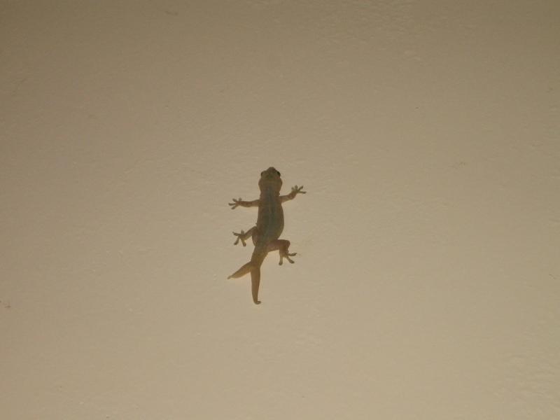 Gekko sp.